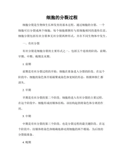细胞的分裂过程