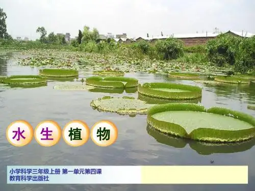 三年科学PPT水生植物
