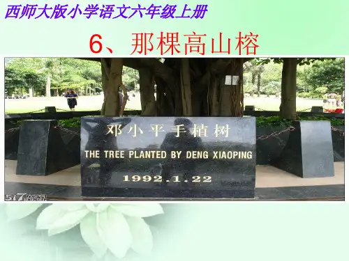 六年级上册语文课件-2.2 那颗高山榕｜西师大版 (共15张PPT)