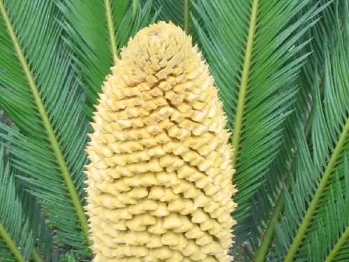 铁树