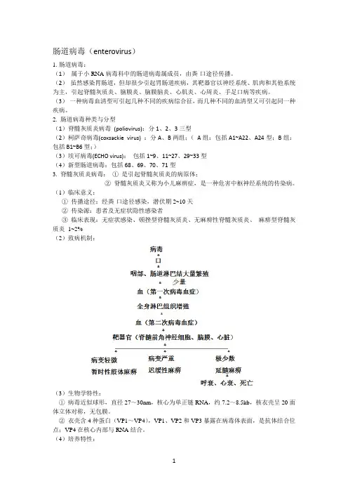 肠道病毒