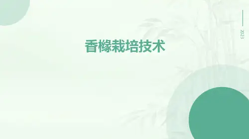 香橼栽培技术