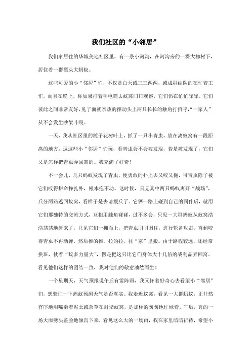 我们社区的“小邻居”_初中初一作文800字