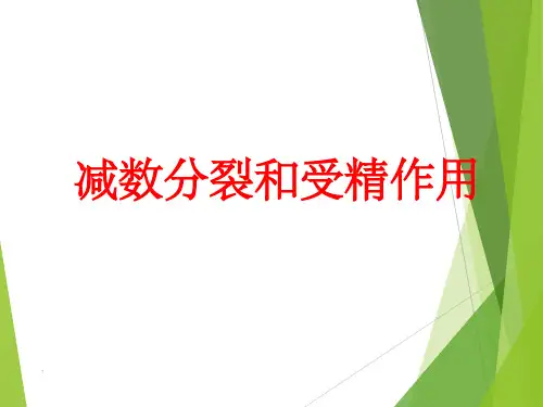 减数分裂动画全过程PPT课件