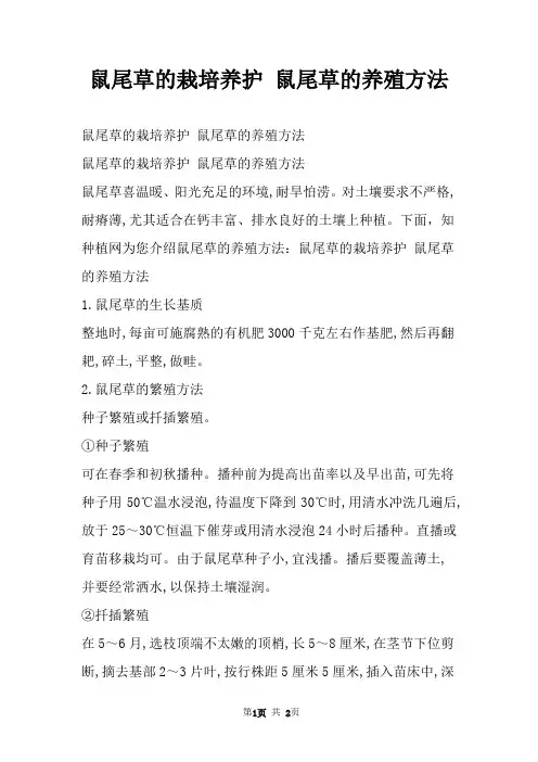 鼠尾草的栽培养护 鼠尾草的养殖方法