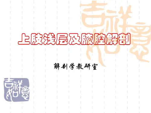 局部解剖学04 上肢浅层、腋腔