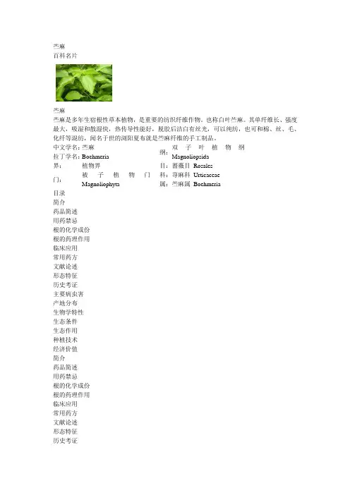 苎麻