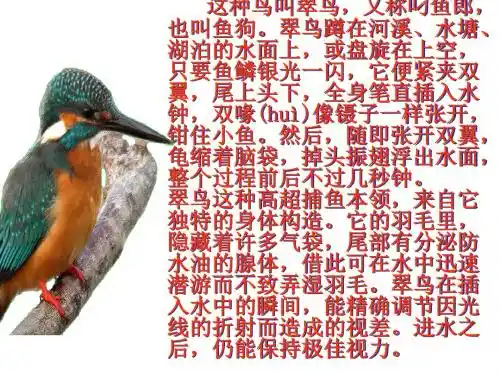 《翠鸟》ppt课件