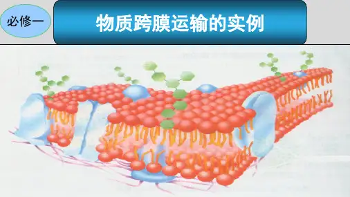 人教生物必修1第4章第1节物质跨膜运输的实例说课课件