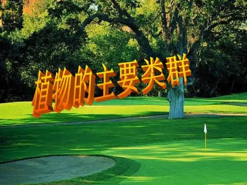 植物的主要类群