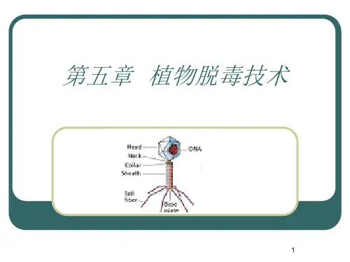植物脱毒技术PPT课件