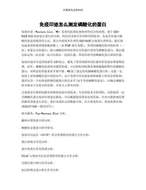 免疫印迹怎么测定磷酸化的蛋白