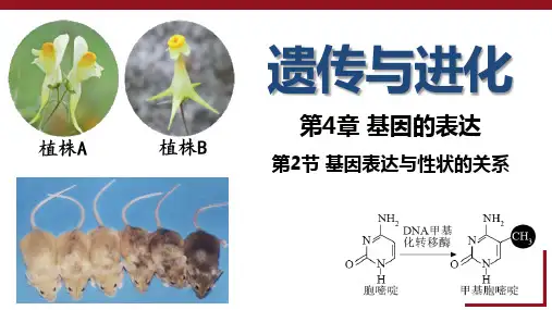 4.2 基因表达与性状的关系(第2课时)高一生物(人教版2019必修2)