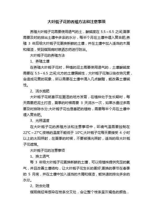 大叶栀子花的养殖方法和注意事项