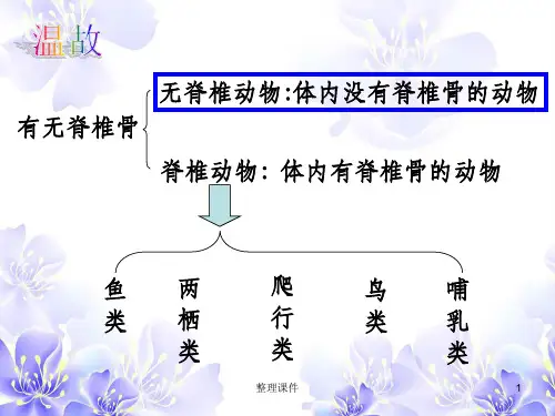 常见的动物无脊椎动物