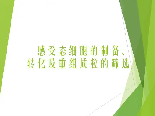感受态细胞的制备、转化及重组质粒的筛选