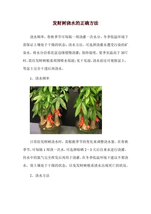 发财树浇水的正确方法