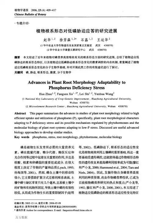 植物根系形态对低磷胁迫应答的研究进展