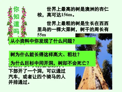 第五章 第4节  植物茎的输导功能PPT课件