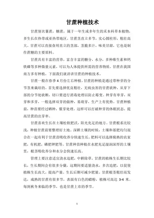 甘蔗种植技术
