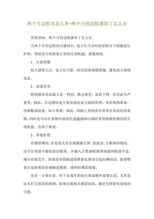 两个月边牧该怎么养-两个月的边牧感冒了怎么办