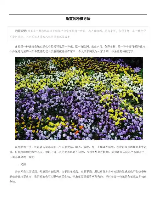 角堇的种植方法