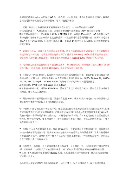 western blot经验