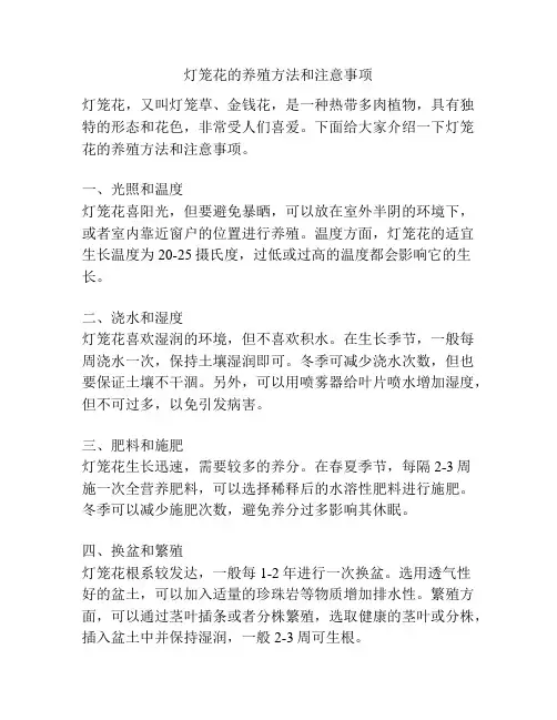 灯笼花的养殖方法和注意事项
