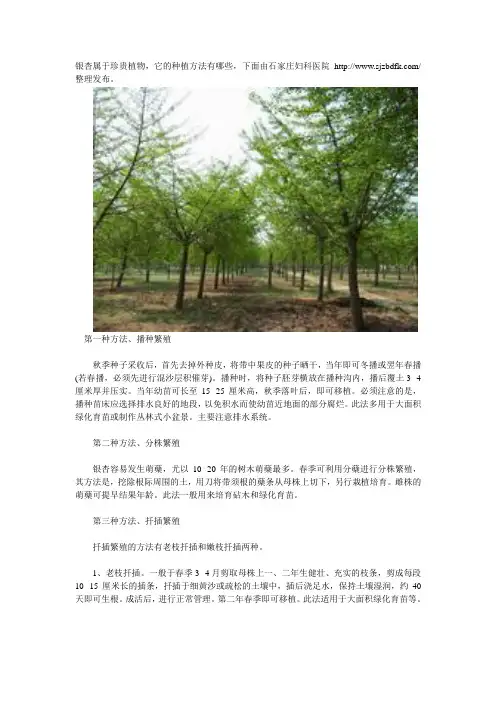 如何种植银杏的方法