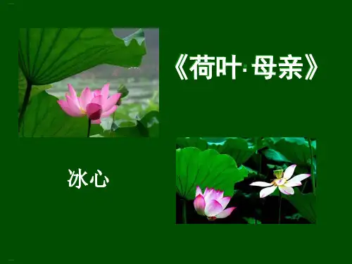 《荷叶·母亲》PPT-完美版