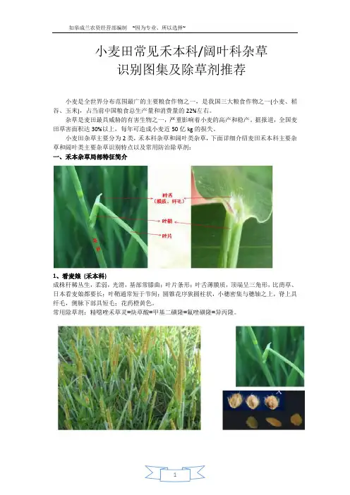 小麦田常见禾本科阔叶科杂草图集及除草剂推荐(如皋成兰农资经营部编制)