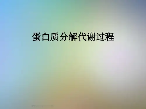 蛋白质分解代谢过程