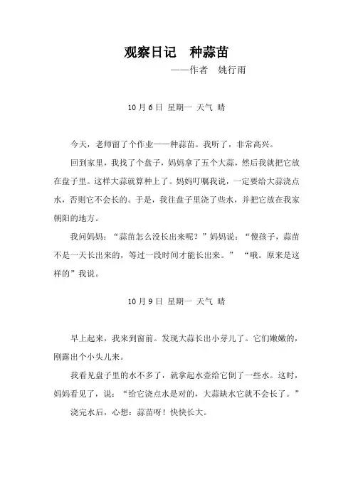 观察日记  种蒜苗2