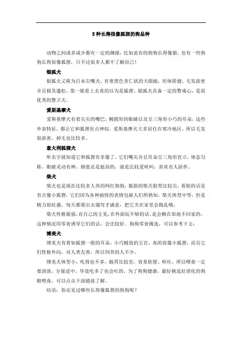5种长得很像狐狸的狗品种