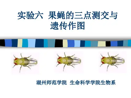 果蝇的三点测交与遗传作图