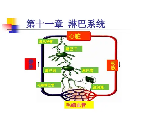 系统解剖学淋巴