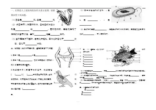 人教版生物八年级上册识图题专题复习