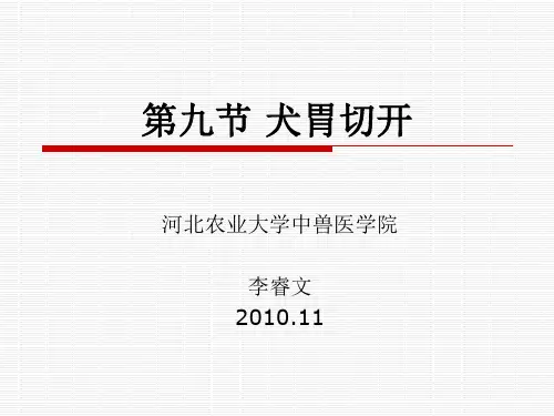 第九节 犬胃切开
