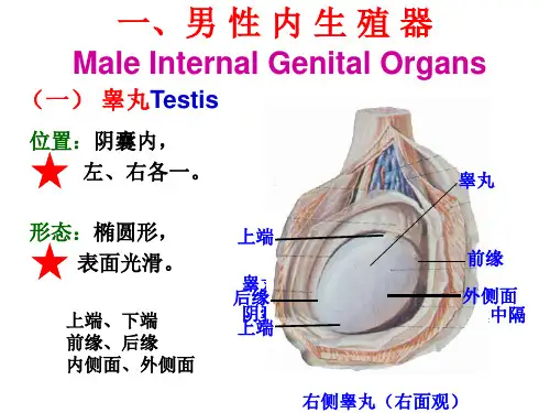医学课件男性生殖系统解剖