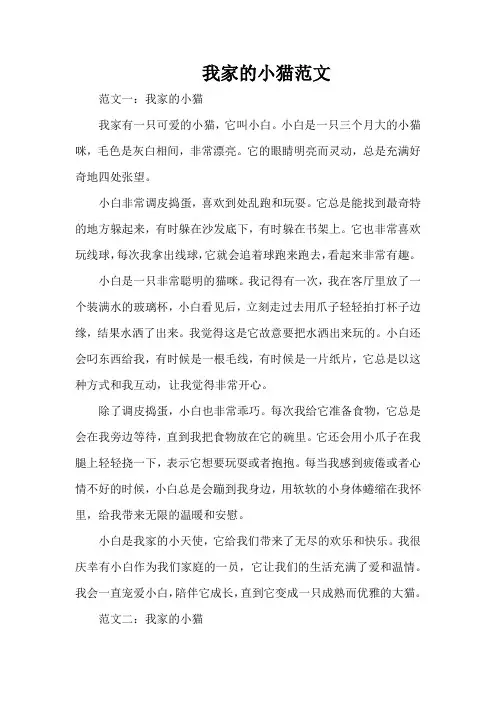 我家的小猫范文