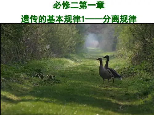 生物必修二遗传的基本规律—分离规律