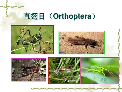 直翅目昆虫