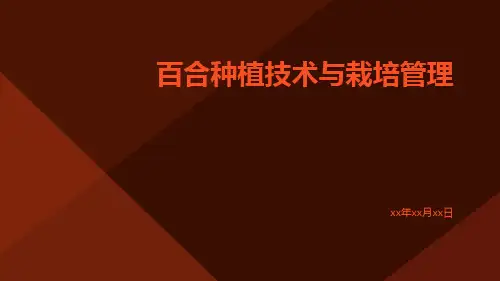 百合种植技术与栽培管理