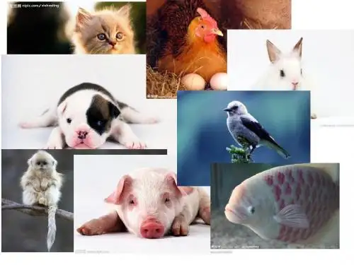 一年级下册英语课件Module 5 Unit 1 They're cows∣外研社英语 (共42张PPT)