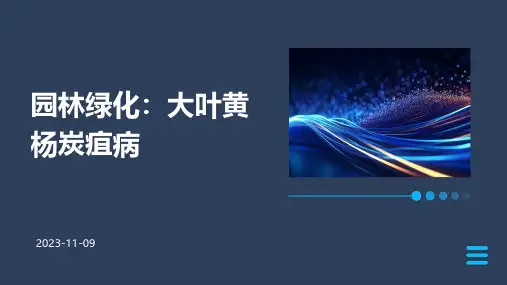 园林绿化：大叶黄杨炭疽病