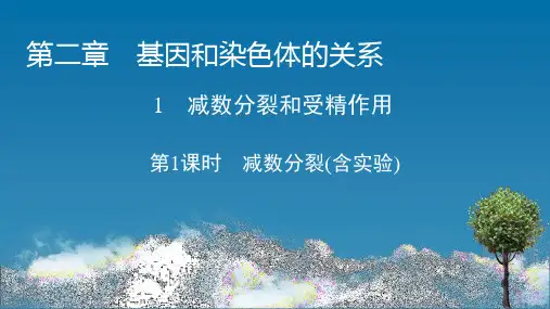 高中生物必修二(人教版)：第二章基因和染色体的关系第一节第1课时