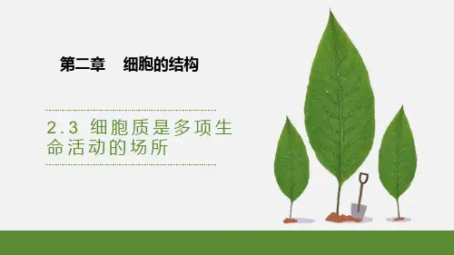 细胞质是多项生命活动的场所-高一生物课件(浙科版2019必修1)