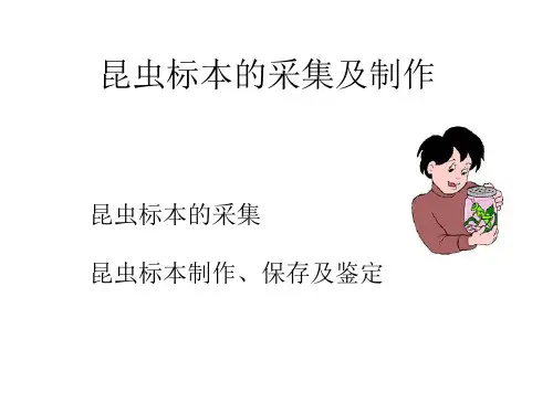 昆虫标本的采集及制作