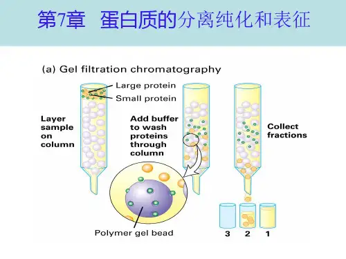 生物化学课件 第7章 - 蛋白质分离纯化和表征(9-21)