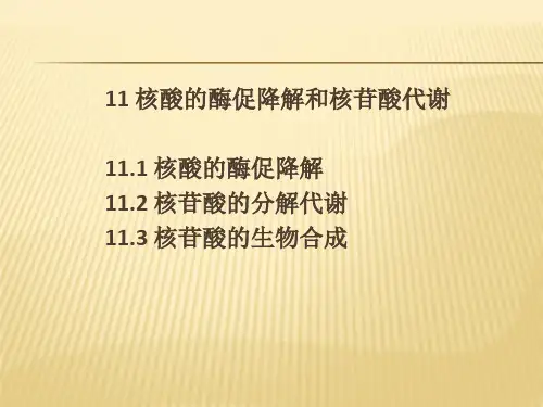 核酸的酶促降解和核苷酸代谢